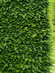 Natur im Garten, Taxus Eibe Hecke mit jungen frischen Trieben