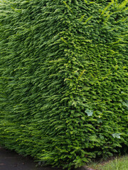 Natur im Garten, Taxus Eibe Hecke mit jungen frischen Trieben