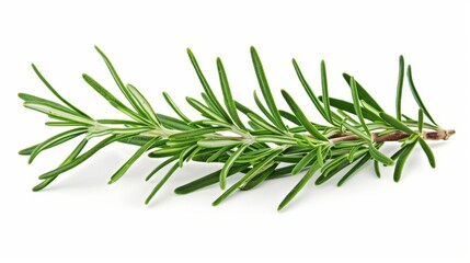 Fototapeta premium Fresh rosemary sprig isolated on white background, culinary herb. Organic cooking ingredient