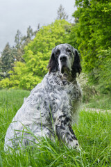 purebred English Setter sitting outdoors 
