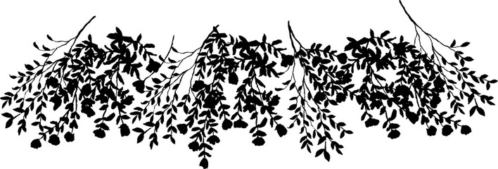 Silhouette of climbing rose leaves with white background.