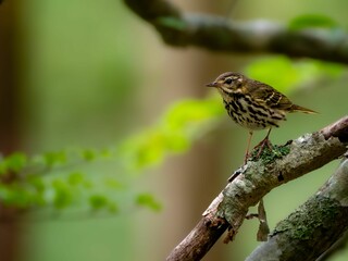 森の中で静かに枝に留まっているビンズイ