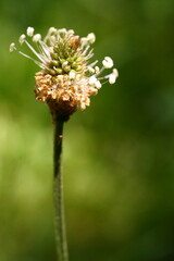 Inflorescence of ribwort plantain or narrowleaf plantain, Plantago lanceolata	