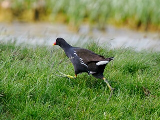 ptak, dzika natura © Adam