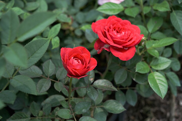 Two red roses are in a green bush