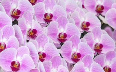 A bunch of pink flowers with white centers