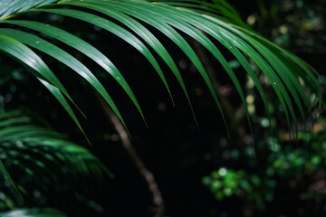 A leafy green plant with a dark background