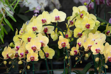 A bunch of yellow and pink flowers with red centers