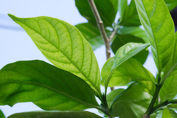 A leafy green plant with a leafy green stem