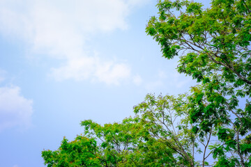 The sky is blue and the trees are green