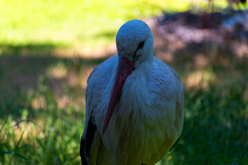 white stork