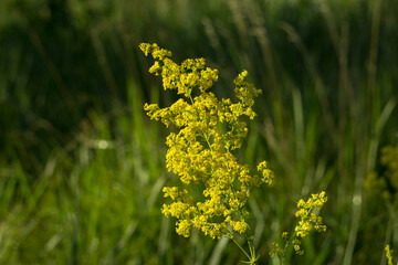 yellow flowers in the garden, note shallow depth of field, bedstraw