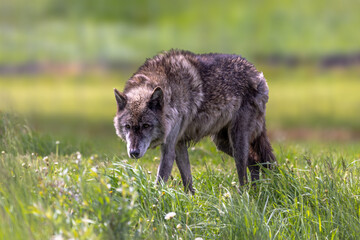 A gray wolf stands alert in a field of tall grass, its gaze fixed on something out of frame. Its...