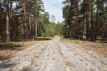 leśna droga  © Marcin Łazarczyk