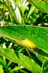 Green shield bug (Palomena prasina) climbing a blade of grass. Vertical photography.