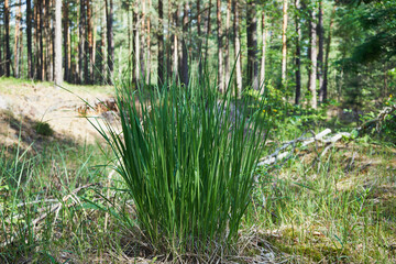 trawa © Marcin Łazarczyk