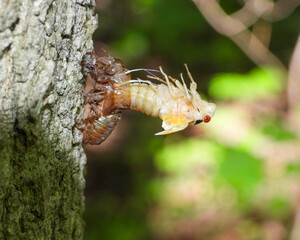 17 year Periodical Cicada Magicicada septendecim