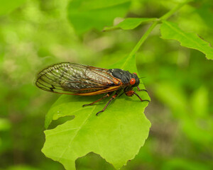 17 year Periodical Cicada Magicicada septendecim