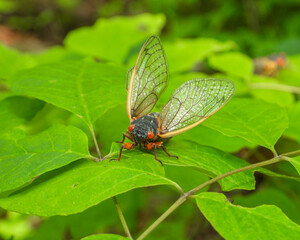 17 year Periodical Cicada Magicicada septendecim