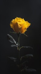 Fototapeta premium Yellow rose with dark background, dramatic lighting, nature bloom concept