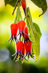red and yellow flower in the summer