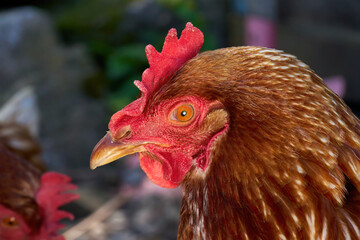 Braunes Huhn - Porträt in Nahaufnahme