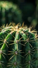 Obraz premium Close-up of a green cactus with sharp yellow spines