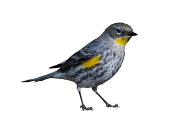 Yellow-Rumped Warbler (Dendroica coronata) Photo, Perched on a Transparent, Isolated PNG Background