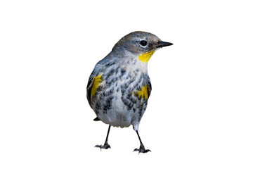 Yellow-Rumped Warbler (Dendroica coronata) Photo, Perched on a Transparent, Isolated PNG Background