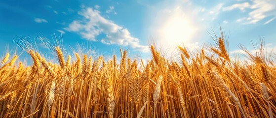 Golden fields of wheat under a bright blue sky