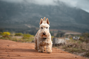 West Highland White Terrier standing at the edge of a pier