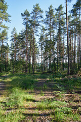 leśna droga  © Marcin Łazarczyk