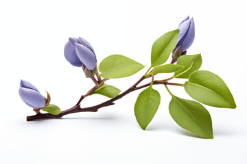 photo of a beautiful periwinkle buds isolated on white background 