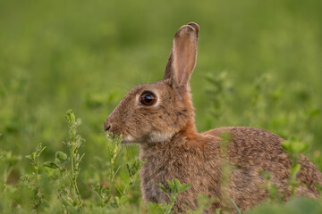 portrait rapproché d'un lapin de garenne dans un champ de luzerne, un soir de printemps
