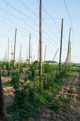 Landscape of a hop plantation