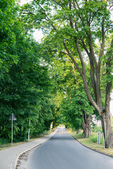 Obraz premium Straight asphalt road between old trees