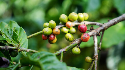 Coffee bean in the coffee tree, at the coffee plantation area