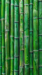 Obraz premium Close-up of green bamboo stems, natural texture. Nature and plant concept