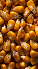 Close-up of golden corn kernels, macro shot. Agriculture and harvest concept