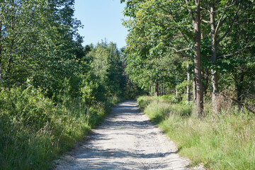 gminna groga  © Marcin Łazarczyk