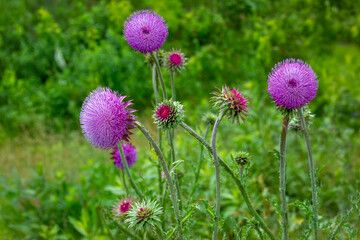 Grouping of Blooming Purple Musk Thistle Flower Heads in Prairie