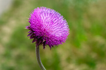 Blooming Purple Musk Thistle Flower Head in Prairie