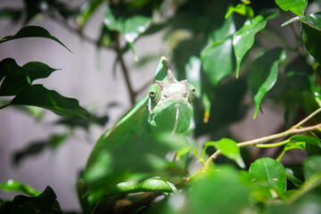 Chameleon with jungle leafs. Natural portrait, exotic animal looking to the camera