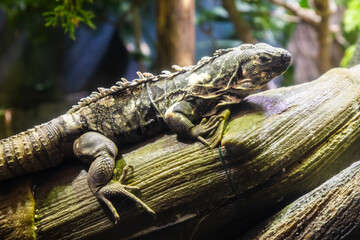Green Iguana: large, arboreal, mostly herbivorous species of lizard of the genus Iguana.