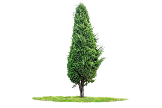 recommend clip art: Tall green cypress tree standing alone on a patch of grass, against a transparent background. Ideal for landscaping and nature-themed projects.