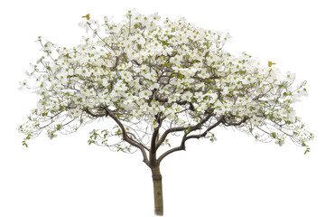 Lush tree full of white blossoms in full bloom showcases the beauty of nature. Ideal for spring or botanical-themed stock photos.