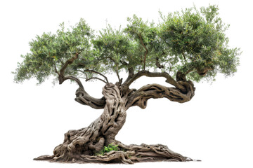 Ancient olive tree with intricate gnarled trunk and lush green foliage against transparent background. showcasing nature's beauty and resilience.
