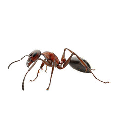 Ant isolated on white or transparent background