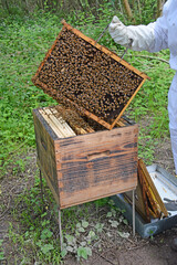 Abeilles regroupées sur les ruches pendant que l'apiculteur entretient ces dernières.
