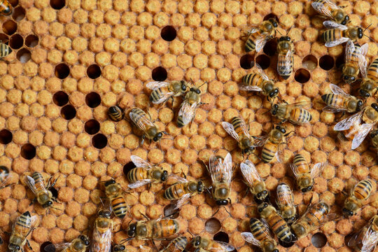 Le travail des abeilles : cadres remplis d'alv&eacute;oles contenant les &oelig;ufs, les larves, le miel.